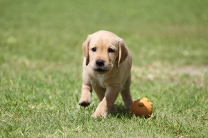 子犬