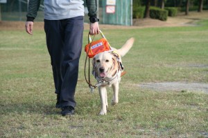 盲導犬と出会ったら