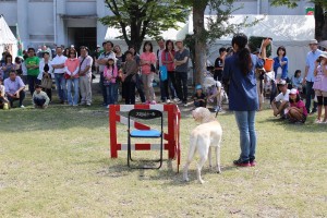 動ﾌｪｽ②